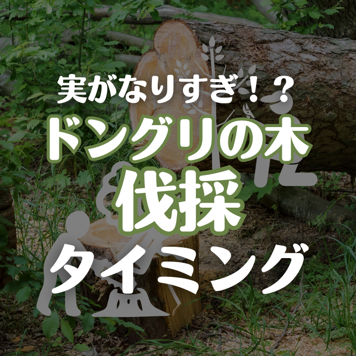実がなりすぎる前に！どんぐりの木を切るタイミングは？ - 花鏡造園